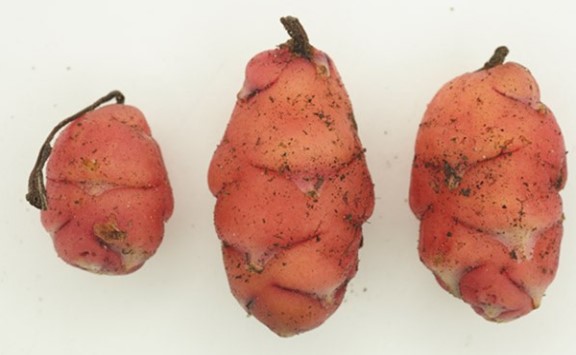 Three Andean tubers